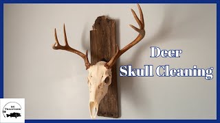 Deer Skull Cleaning