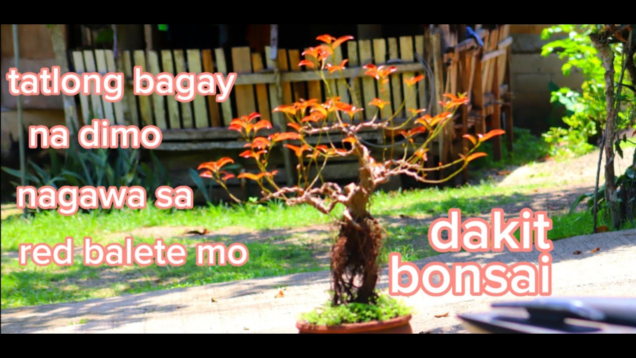 tatlong bagay na dapat iwasan  mo sa red balete bonsai. [ FICUS CONSINNA ]