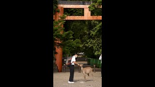 Bowing Japanese deer are cute but... #shorts