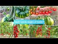Quale Pomodoro resiste meglio al freddo?