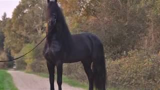 Zayn Bartele 472 X Brend 413