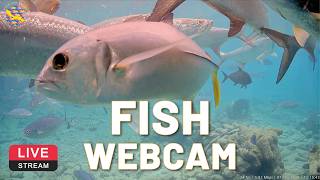 キュラソー海洋水族館 水中(Curaçao Sea Aquarium) のライブ映像