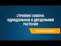 Строение семени. Однодольные и двудольные растения