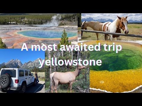 A beautiful trip to Yellowstone national park| another world 🌎#yellowstone #animals