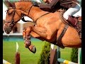 Что такое конкур в конном спорте