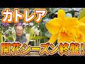 【洋蘭】今年の生育を振り返り！[Orchids] A look back at this year's growth!@seedpot368 #sheathch