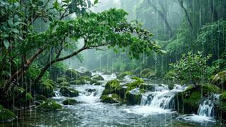 No Ads. Escape Insomnia & Stress to Sleep Well with Soft Rain on Forest Stream | ASMR Nature Sound screenshot 4