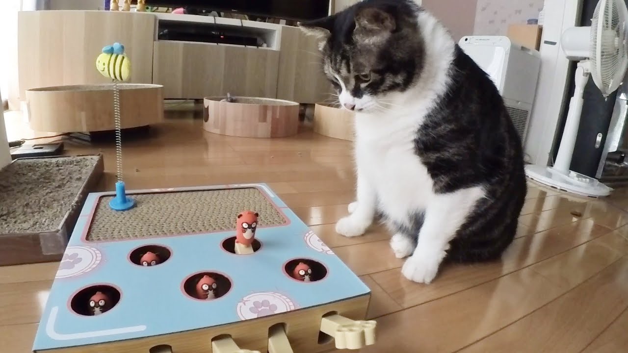 SHEINで猫グッズを10点 買ってみたよ。（9点？） - YouTube