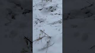 Бобер, следы осенью