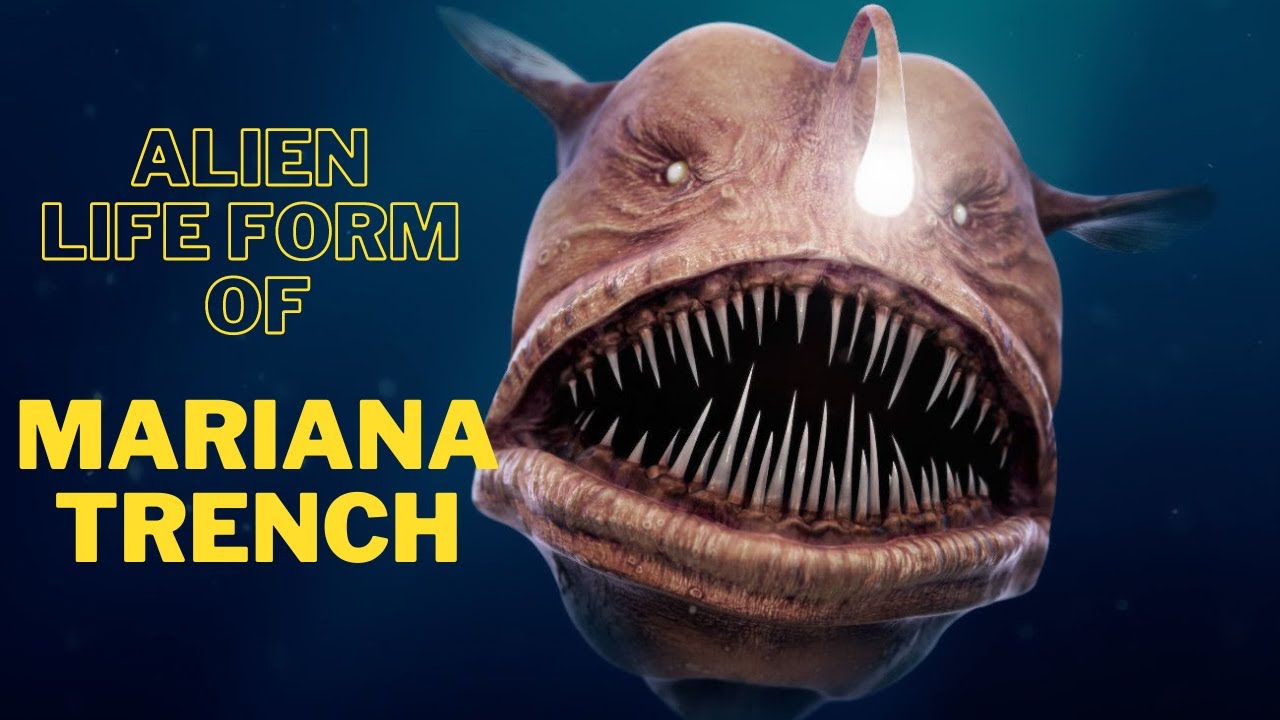 Mariana Trench - Deepest Part Of The Ocean