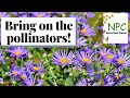 Best plants for pollinators! Northeast native plants for pollinators and how else to support them.