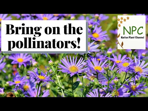 Video: Native Northwest Pollinators – Leer oor bestuiwers in Noordwes State