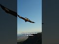 Baby Eagle's First Flight Ends in Rabbit Catch #shorts #eagle #hunting