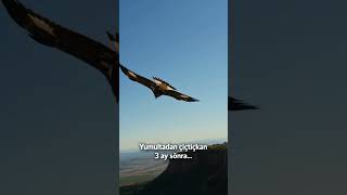 Baby Eagle's First Flight Ends in Rabbit Catch #shorts #eagle #hunting