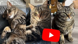 Ultimate Cute Cat Compilation - 20 MINUTES of Cat Videos