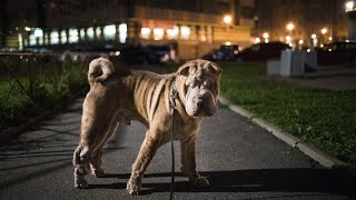 Health Tests for Chinese SharPei Dogs: What You Need to Know