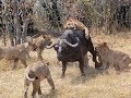 Búfalo Más Fuerte - Las últimas Batallas De Buffalo Y Lion 2019