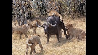 Búfalo Más Fuerte - Las últimas Batallas De Buffalo Y Lion 2019