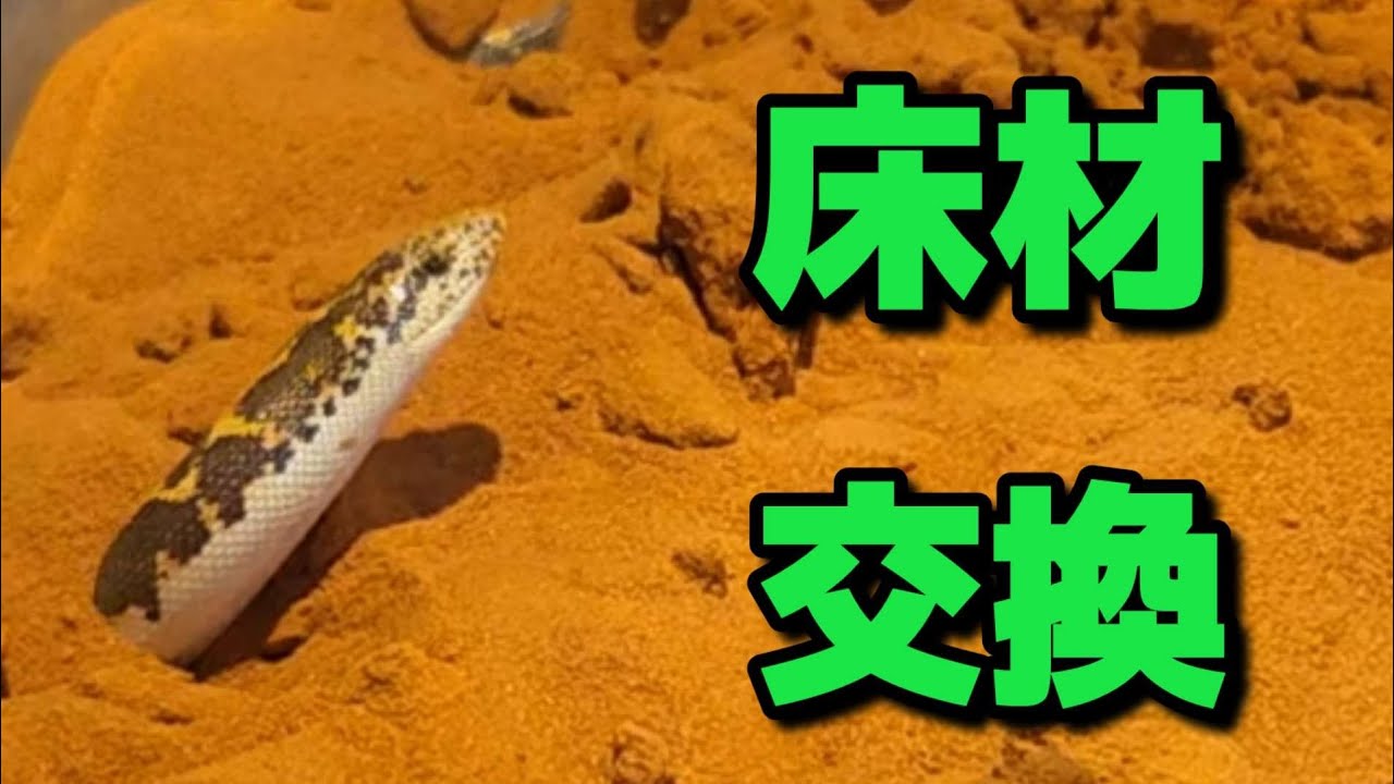 Replacing Kenyan Sand Boa bedding. - YouTube