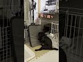 【パグ】ちょこの謎の行動　★黒パグ子犬　#shorts