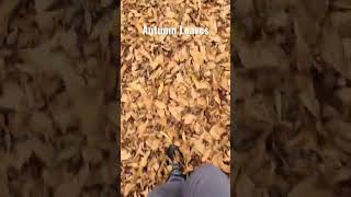 Kicking The Autumn Leaves.