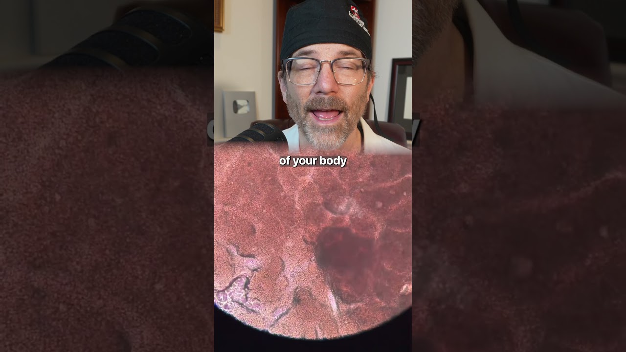 Shrimp Under the Microscope 🦐 Surgeon Reacts