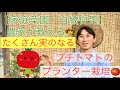 【家庭菜園・自給自足】農家が教える たくさん実がなるプチトマトのプランター栽培