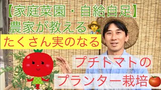 【家庭菜園・自給自足】農家が教える たくさん実がなるプチトマトのプランター栽培