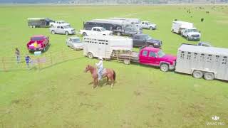 Nice ranch gelding for sale