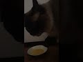 Cat using paws to eat🤣
