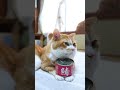 鯖の醤油煮缶　260818　 #cat #猫 #ねこ　 #のせ猫　 #缶　 #鯖の醤油煮缶 #cute