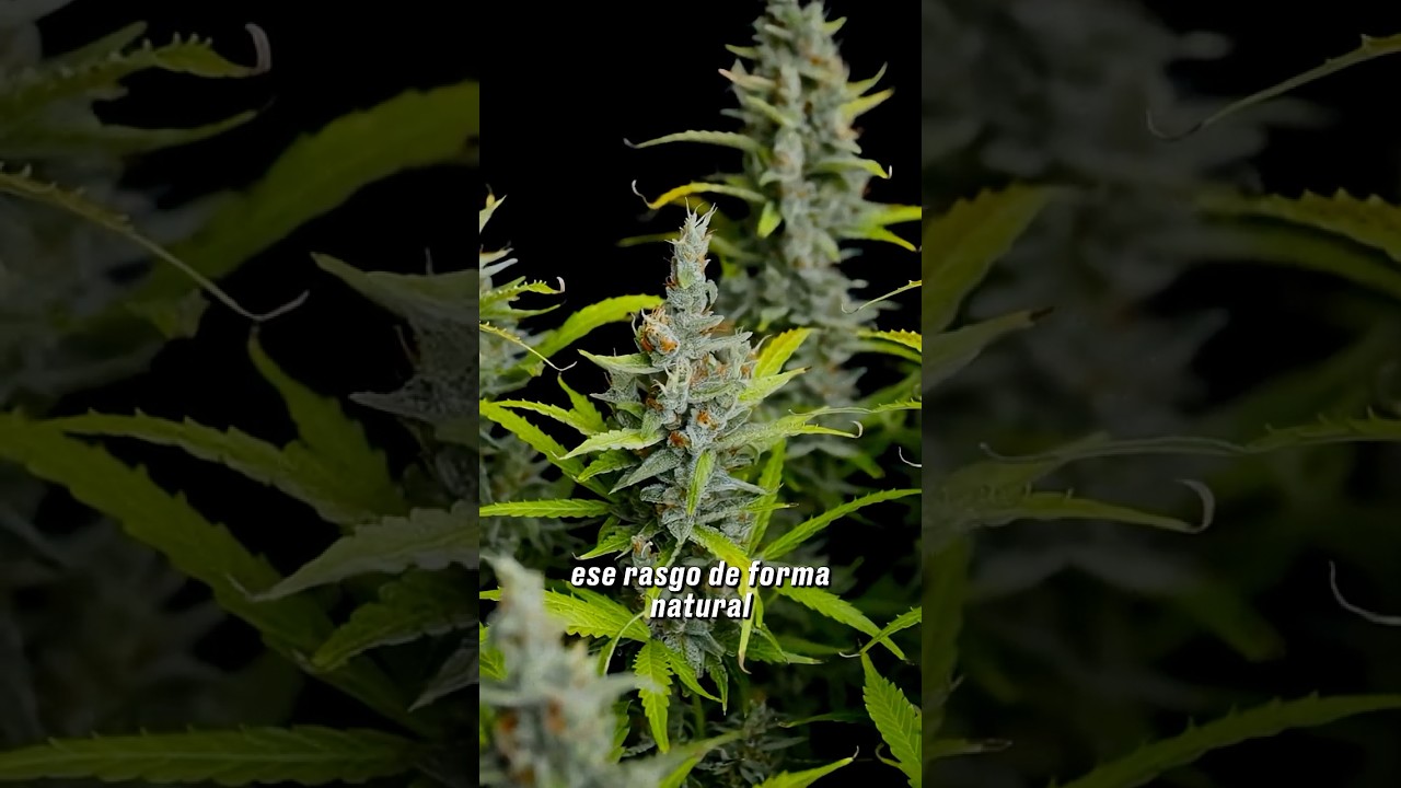 Foxtailing (Cola de Zorro): ¿es bueno o malo?