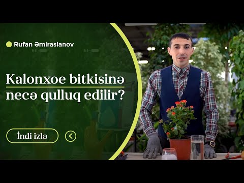 Video: Kalanchoe çiçəkləri: evdə qulluq, şəkil