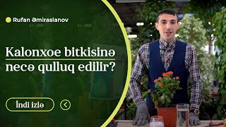 Kalonxoe bitkisinə necə qulluq edilir?🌿 #Kalonxoe