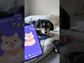 犬語翻訳機で愛犬と話したら感動的な事が起きた!