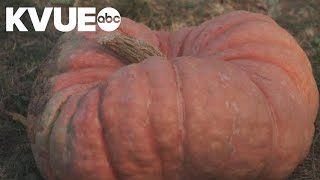 'Ugly' pumpkins becoming a more popular purchase