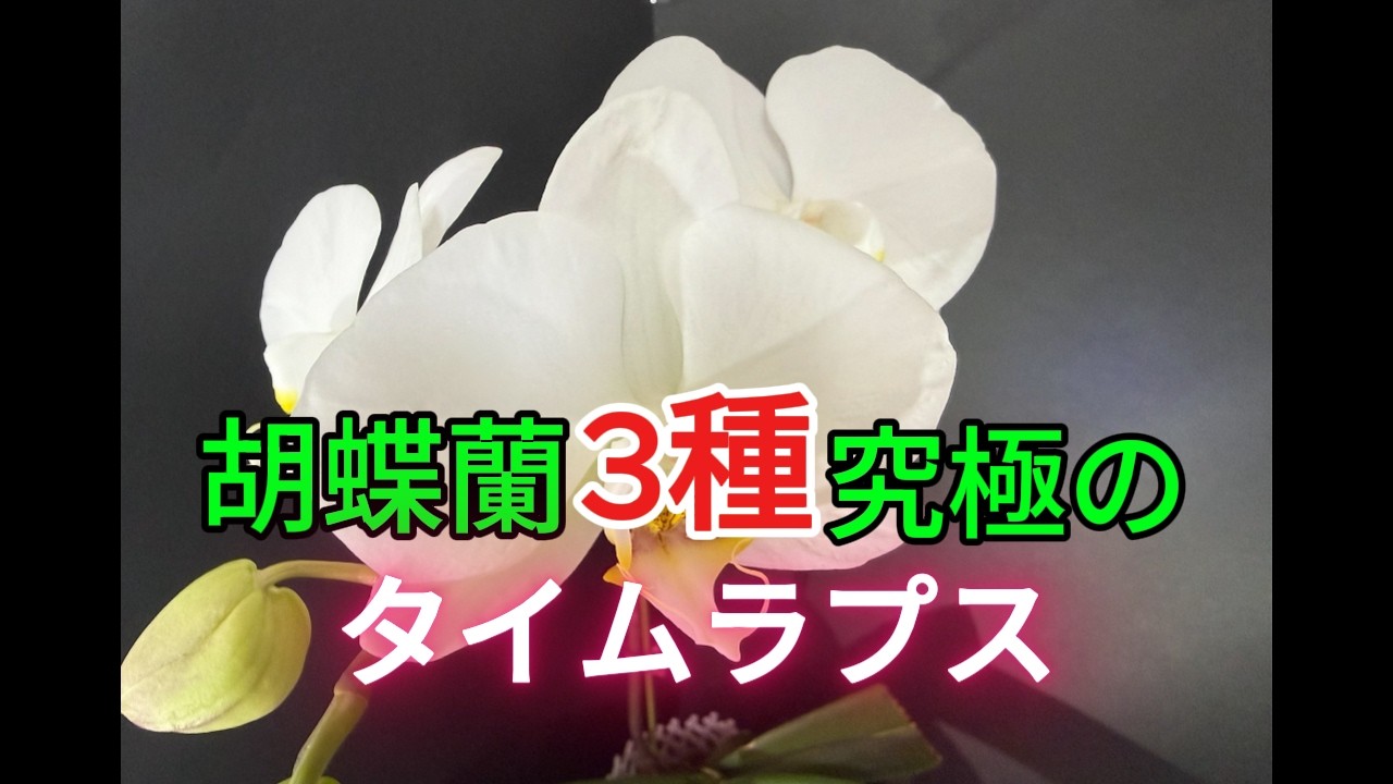 胡蝶蘭3種究極のタイムラプス