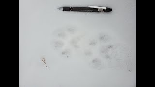 Trailing Canada Lynx