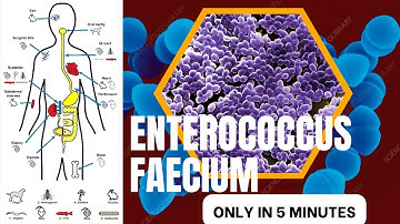 enterococcus microbiology lecture ||enterococcus  faecium||Easy microbiology