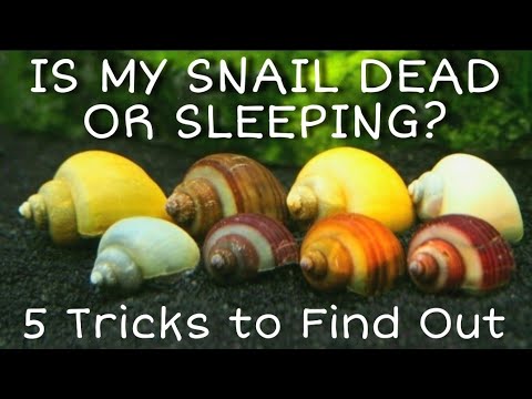 Video: Di manakah siput nerite hidup?