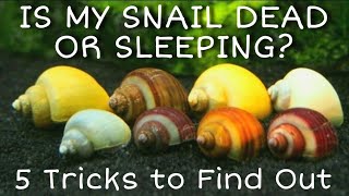 Is My Snail Dead, Alive or Resting? Mystery Snails, Nerites, Ramshorn Snails + More. Care & FAQs.
