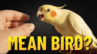How To Tame A Mean Cockatiel (Stop The Biting & Hissing)