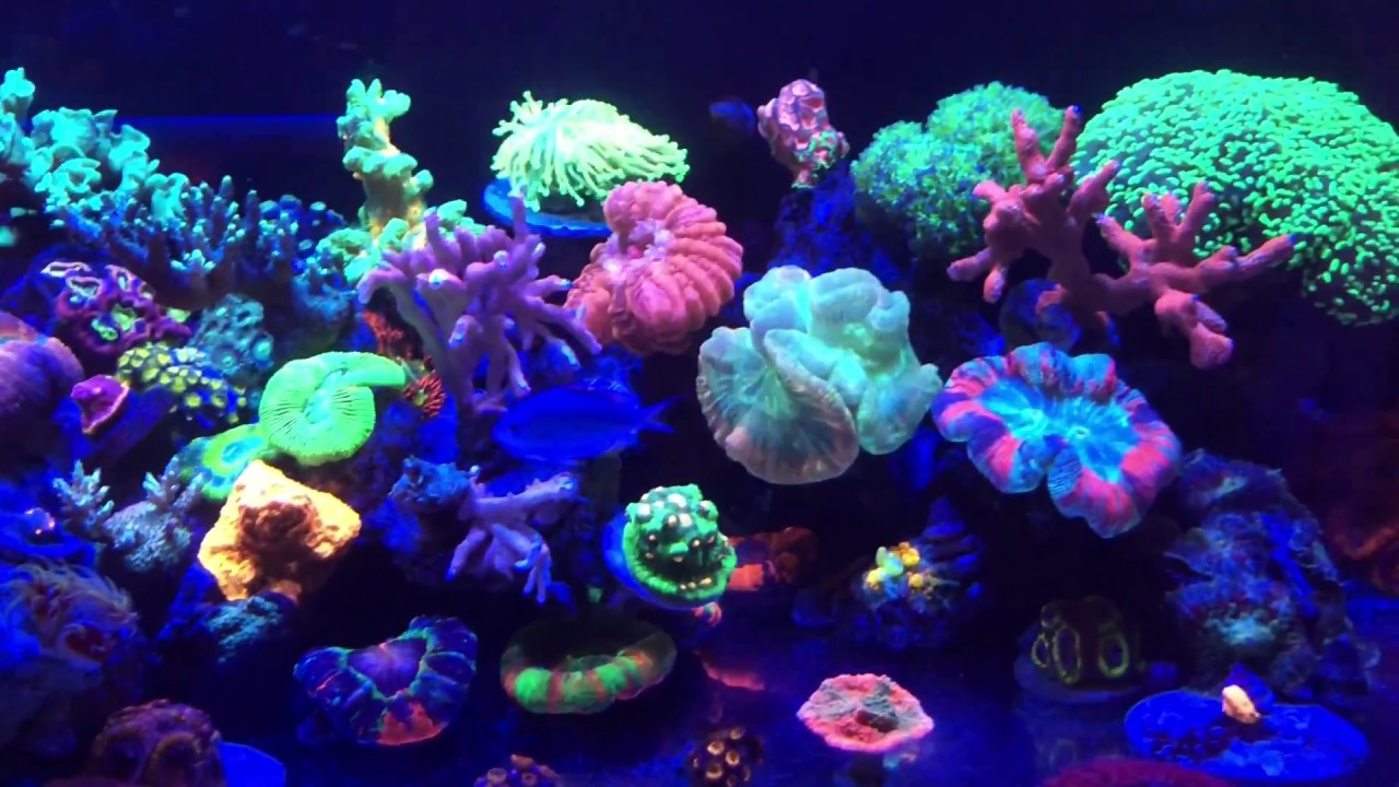 Update On My 60 Gallons LPS Reef Tank and Red Sea Algae Management.