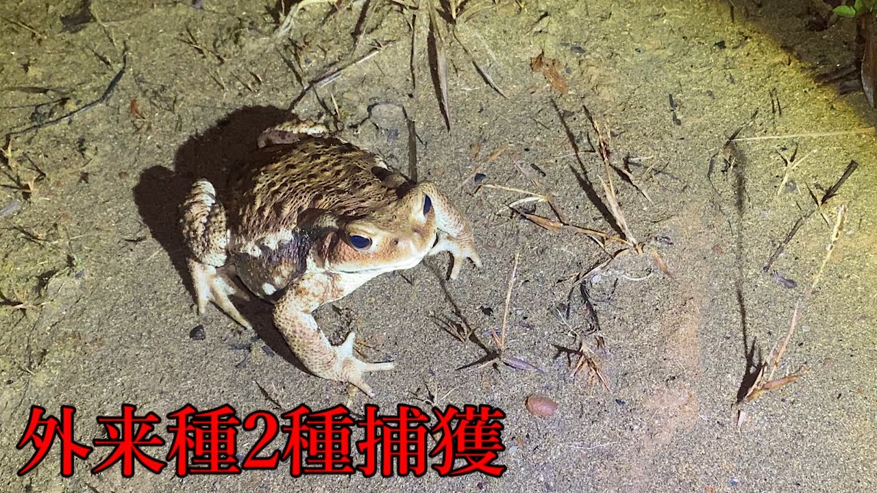 [北海道]外来種のカエル採集