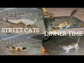 Street cats dinner time