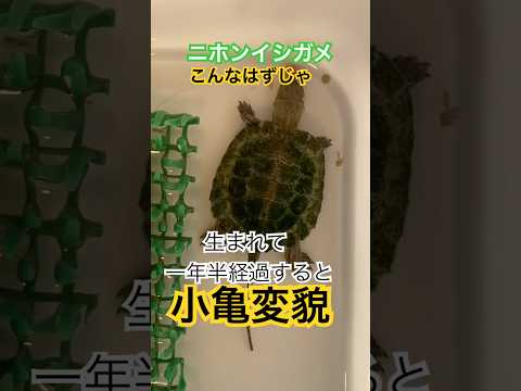イシガメ 生まれて一年半 Turtle ニホンイシガメ 亀 ニホンイシガメ の成長 2025 4 17