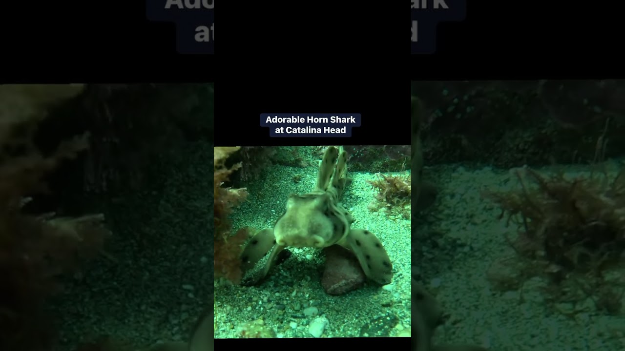 Cuteness Overload. Adorable Horn Shark at Catalina Island