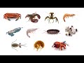 Types of crustaceans  crustacean group animals crustaceans crustacean