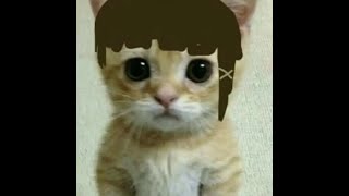 Duvet - Boa Meowsynth Version