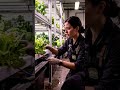 Grow Plants Without Soil? 🌱 Hydroponics Explained in 30 Seconds!